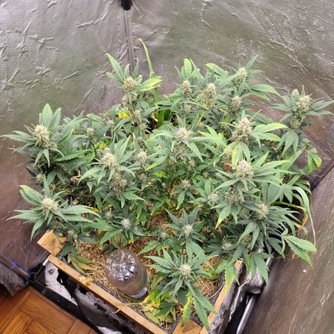 Banana Purple Punch Auto growlog timeline photo