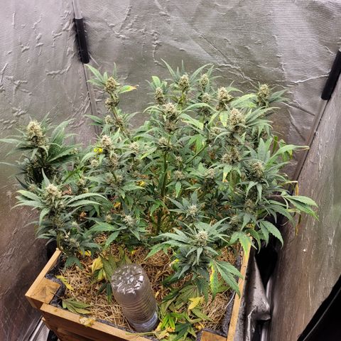 Banana Purple Punch Auto growlog timeline photo