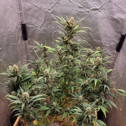 Banana Purple Punch Auto growlog timeline photo