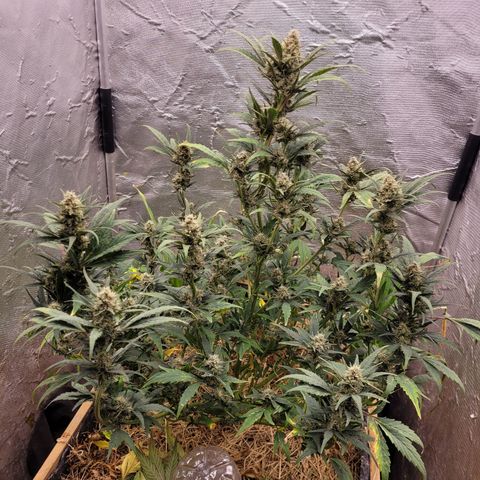 Banana Purple Punch Auto growlog timeline photo