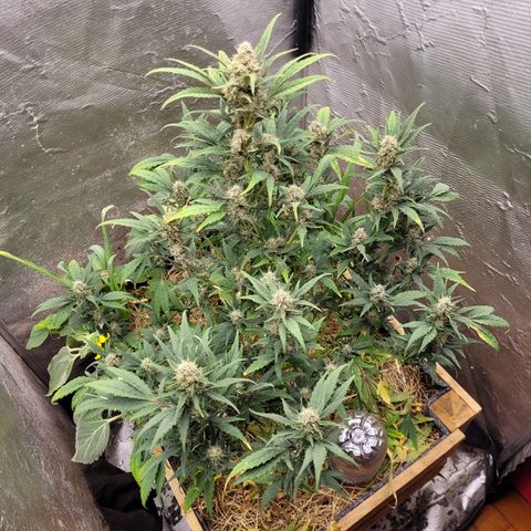Banana Purple Punch Auto growlog timeline photo