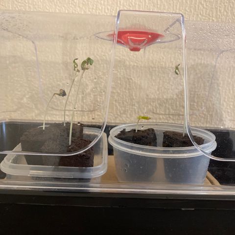 5 divas  growlog timeline photo