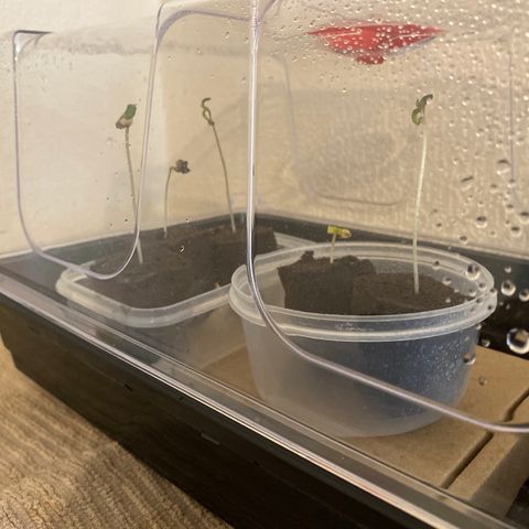 5 divas  growlog timeline photo