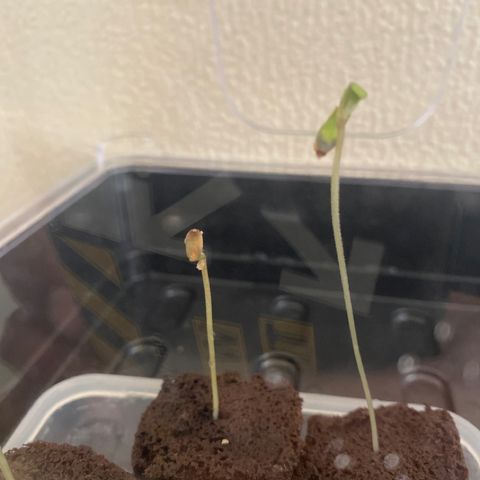 5 divas  growlog timeline photo
