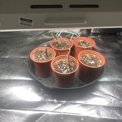 5 divas  growlog timeline photo
