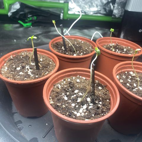 5 divas  growlog timeline photo
