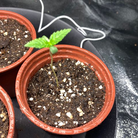 5 divas  growlog timeline photo