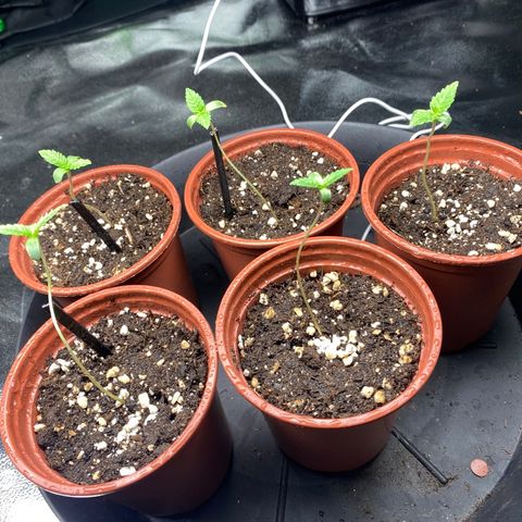 5 divas  growlog timeline photo