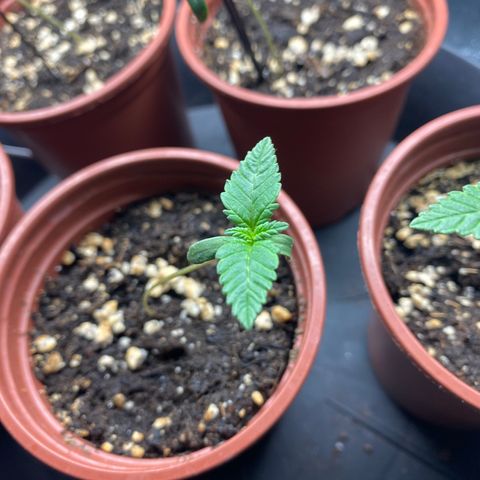 5 divas  growlog timeline photo