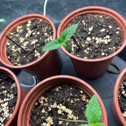 5 divas  growlog timeline photo