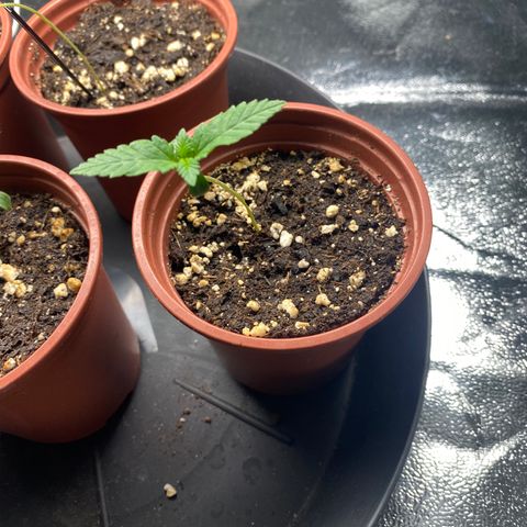 5 divas  growlog timeline photo