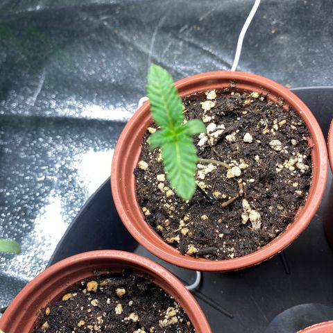 5 divas  growlog timeline photo