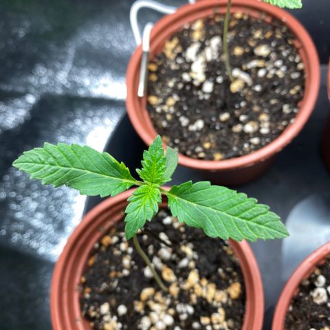 5 divas  growlog timeline photo