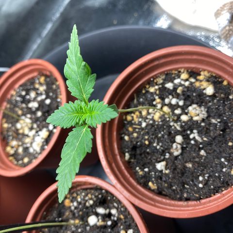 5 divas  growlog timeline photo