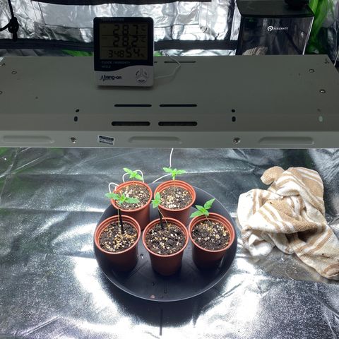 5 divas  growlog timeline photo