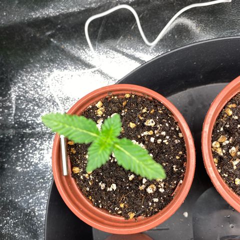 5 divas  growlog timeline photo