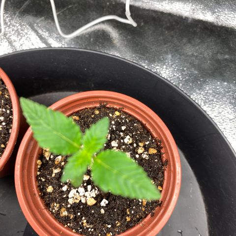 5 divas  growlog timeline photo
