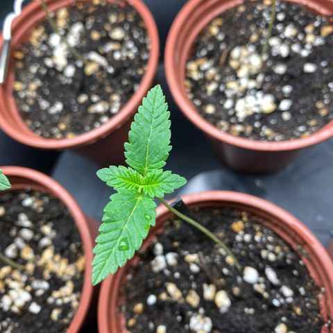 5 divas  growlog timeline photo