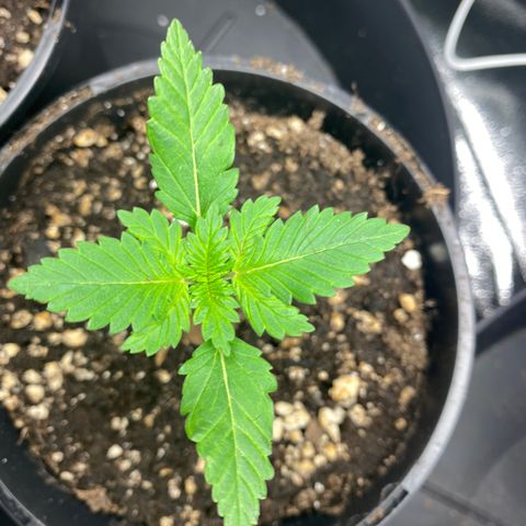 5 divas  growlog photo: Looks like i did t mess with the root to bad an balmy is still thriving.