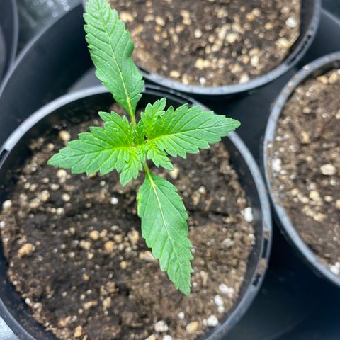 5 divas  growlog photo: Looks like i did t mess with the root to bad an balmy is still thriving.