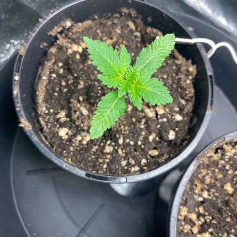 5 divas  growlog photo: Looks like i did t mess with the root to bad an balmy is still thriving.