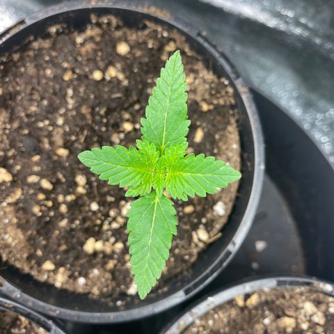 5 divas  growlog photo: Looks like i did t mess with the root to bad an balmy is still thriving.
