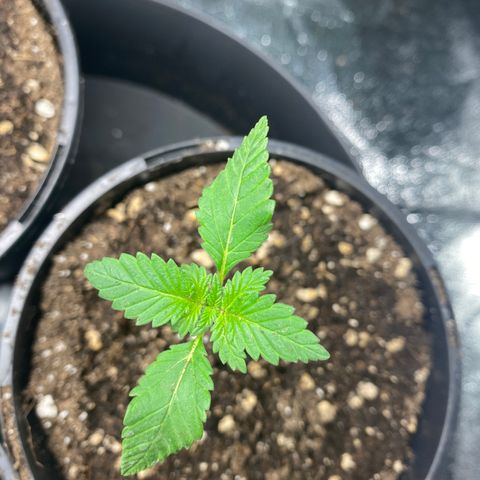 5 divas  growlog photo: Looks like i did t mess with the root to bad an balmy is still thriving.