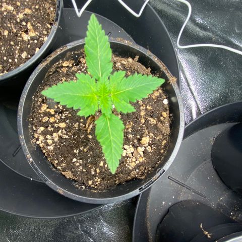 5 divas  growlog timeline photo