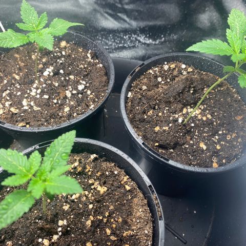 5 divas  growlog timeline photo