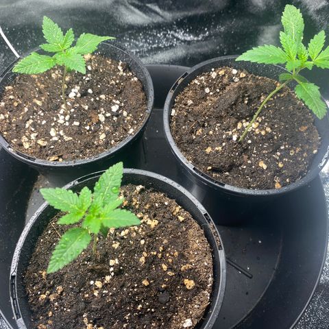 5 divas  growlog timeline photo