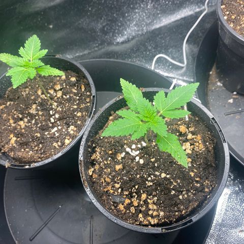 5 divas  growlog timeline photo