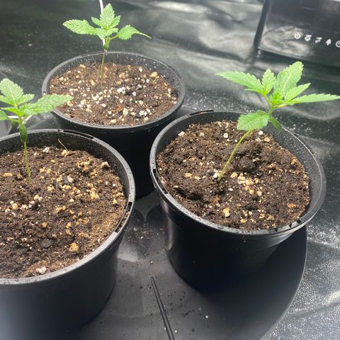 5 divas  growlog timeline photo