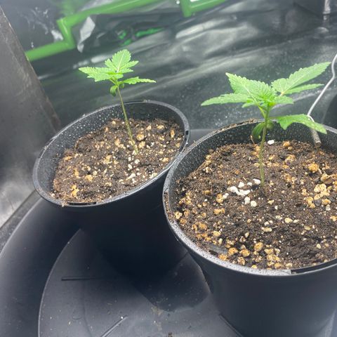 5 divas  growlog timeline photo