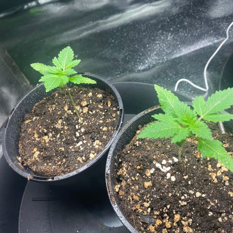 5 divas  growlog timeline photo
