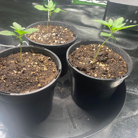 5 divas  growlog timeline photo