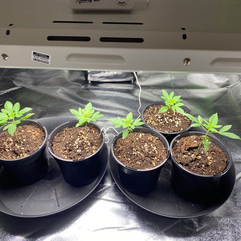 5 divas  growlog timeline photo