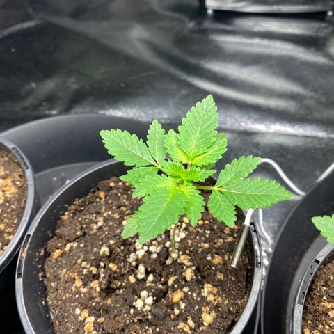 5 divas  growlog timeline photo
