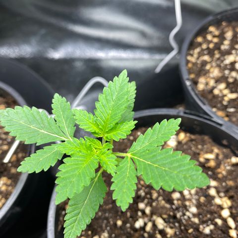 5 divas  growlog timeline photo