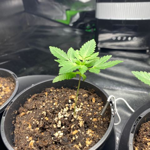 5 divas  growlog timeline photo