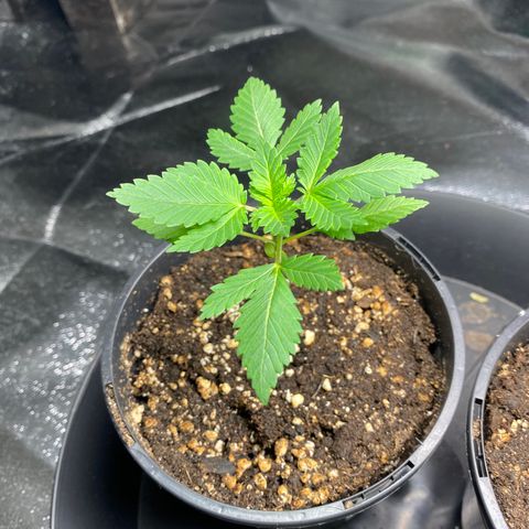 5 divas  growlog timeline photo