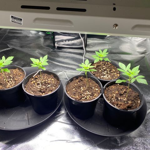 5 divas  growlog timeline photo