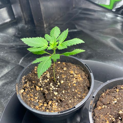 5 divas  growlog timeline photo