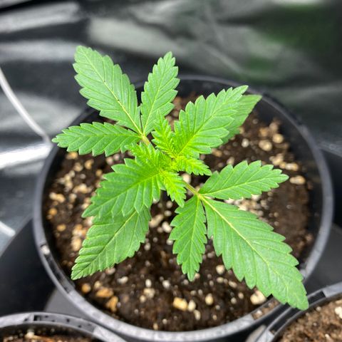 5 divas  growlog timeline photo