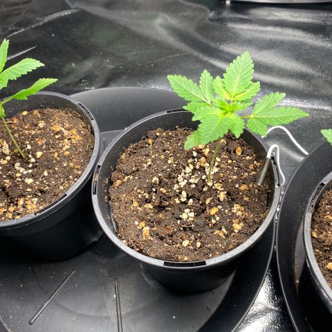 5 divas  growlog timeline photo