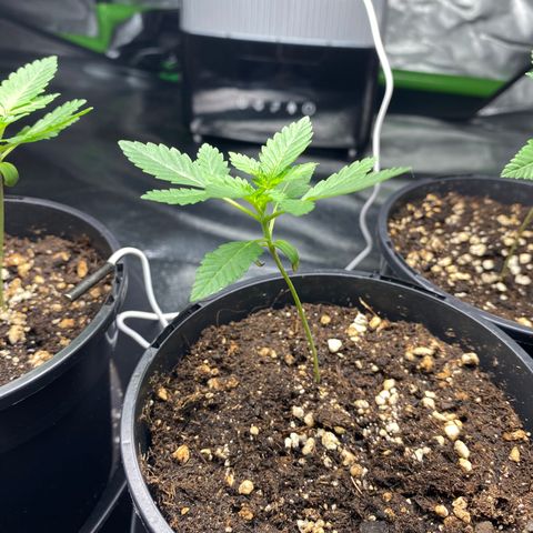 5 divas  growlog timeline photo