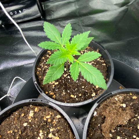 5 divas  growlog timeline photo