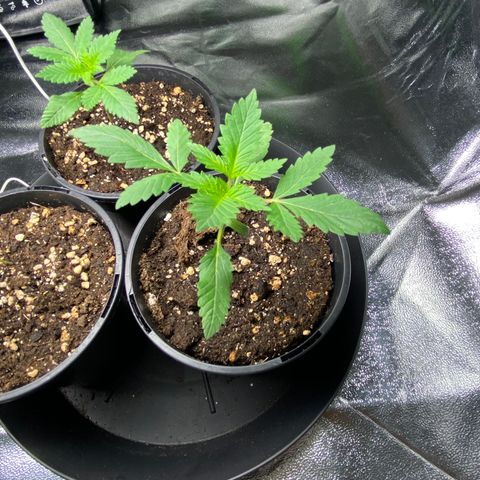 5 divas  growlog timeline photo