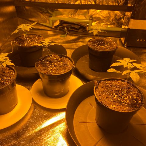 5 divas  growlog timeline photo