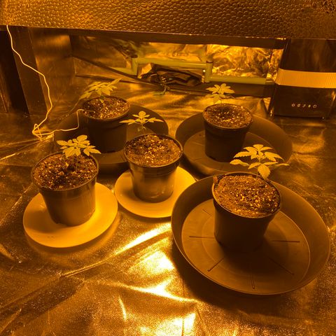 5 divas  growlog timeline photo