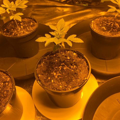 5 divas  growlog timeline photo